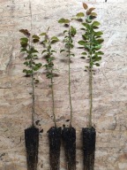 Grusza dzika na żywopłot 50 cm - 65 cm. Pakiet 10 sztuk