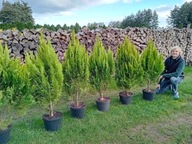 Cyprysik Winston Churchill 110-120cm