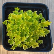 Dzwonek gargański Campanula garganica "Dickson's Gold"