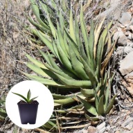 Agave x gracilipes -26°C Mrozoodporna Sadzonka Agawa UNIKAT + GRATISY!