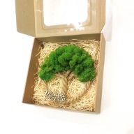 Drzewko Szczęścia Chrobotek, oryginalny prezent na każdą okazję, 22cm