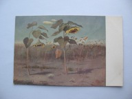 STANISŁAW STRASZKIEWICZ SŁONECZNIKI przedwojenna POCZTÓWKA