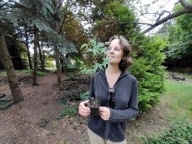 klon palmowy (acer palmatum) - ( 15zł )