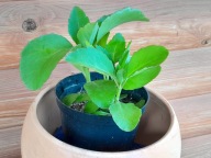 Żyworódka pierzasta lecznicza młoda sadzonka kalanchoe pinnata