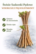 Winobluszcz Pięciolistkowy Sadzonki Pędy Pnącze SZTOBRY