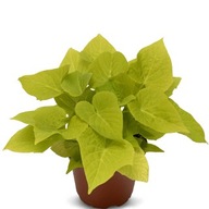 Wilec ipomea Batatas Sidekick Heart LIME jasne LISTKI