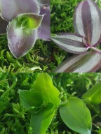 ZESTAW DLA PATYCZAKÓW STRASZYKÓW-POKARM - WYSTRÓJ TERRARIUM