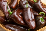 Papryka Chocolate Jalapeno nasiona