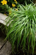 Carex Greenwell, turzyca, sadzonka 1l