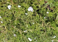Niezapominajka błotna (Myosotis scorpioides)