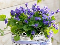 FIOŁEK WONNY SADZONKA W DONICZCE P8 ZADARNIAJĄCY POD DRZEWA NA OBWÓDKI