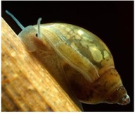 Rozdętka - kombajn na okrzemki i glony. 10szt