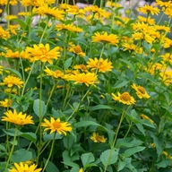 Słoneczniczek szorstki - bylina MIODODAJNA (10szt)