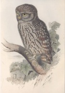 SOWA - PTAKI EUROPY - 1837 - PTAK - PTAKI