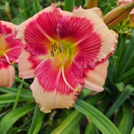 Liliowiec Hallo Screamer