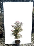 Klon palmowy SHAINA sadzonka SZCZEPIONY doniczka 3 l