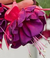 Fuksja PEŁNA Marbeller Double Magenta Purple Zwisająca