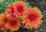 CHRYZANTEMA ZIMUJĄCA KŁĄCZOWA ### POMARAŃCZ ciemny #### krokus szafirek