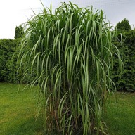 Miskant Giganteus P11