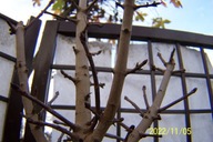 Klon czerwony Red karłowy 12 letni kolumnowy wąski inny