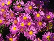 ASTER DUMOSUS RÓŻOWY doskonały niziutki do 40 cm KWITNIE JESIENIĄ sadzonki