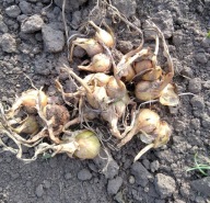 cebula zimowa KARTOFLANKA ŻÓŁTA , rodzinna stara odmiana