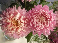 CHRYZANTEMA ZIMUJĄCA ## SUŁTAN ##### ODMIANA KŁĄCZOWA