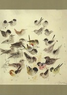 JÓZEF WILKOŃ Ilustracja PTAKI reprodukcja BESTIARIUM WILKONIA