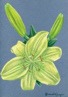 Lilia azjatycka, rysunek pastela sucha na papierze, format A4