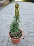 Sosna drobnokwiatowa Pinus parviflora 'Chubby' NA BIG BONSAI