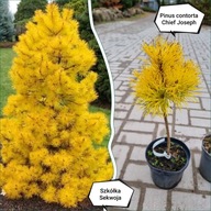 ZŁOTA KRÓLOWA SOSEN Sosna wydmowa Chief Joseph Pinus contorta