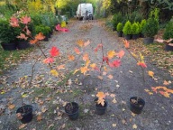 Klon japoński Vitifolium 65-75cm