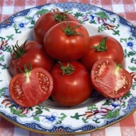 Pomidor Sioux niski samokończący odmiana heirloom nasiona
