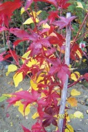 Klon palmowy czerwony jesienią kulisty pienny inny