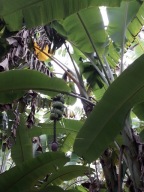 3 nasiona bananowca Musa acuminata var. acuminata dzika - ŚWIEŻE NASIONA