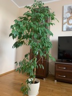 Fikus Benjamin 180 cm