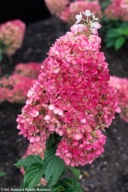 Hortensja bukietowa Living Strawberry Blossom