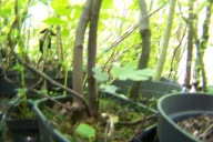 Figa okrywowy karłowy szczepiony owoc jadalny inny