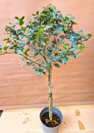 OSTROKRZEW NA PNIU NÓŻCE BLUE GIRL DUŻA KORONA ZIMOZIELONY