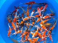 Ryby Karpie KOI japońskie