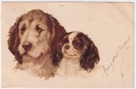 Pies Psy pekińczyk 1903r. LITOGRAFIA