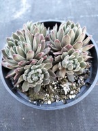 Rojnik 21 BROAD PEAK jak oszroniony