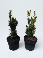 Cis hillii 30 cm 45 cm 2 l