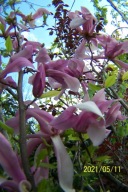 Magnolia palczasta szczepiona karłowa inna