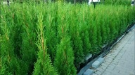 TUJA SZMARAGD 120cm Donica ukorzenione OKAZJA