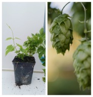 Sadzonki Chmielu Niemiecki Chmiel PERLE Doniczka P9 Wyjątkowy Aromat