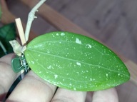 Hoya Hoja RHM 006 cięta