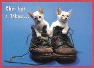 Kot kotek koty rasa harce kot w życiu człowieka pocztówka