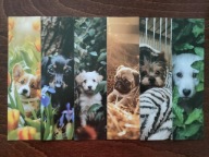 Zakładki dwustronne Psy Słodkie małe Pieski Urocze Psiaki Sweet Dogs 6 szt