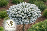 FENOMENALNA Jodła koreańska 'Kohouts Icebreaker' (R) Abies koreana na pniu